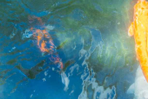Beautiful view of abstract water background with swimming fish.