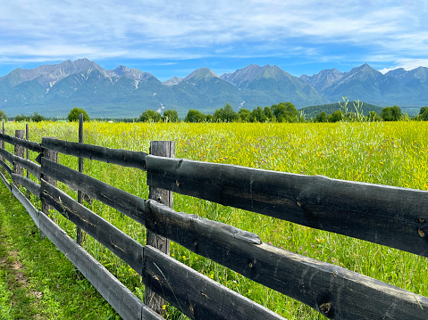 View on field of blooming wild flowers in Tunka Valley against background of Eastern Sayan Mountainous. Wooden fence enclosing the field, perspective. Summer travel in Buryatia, Russia.