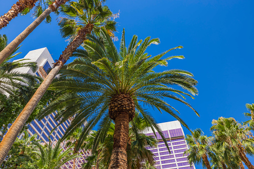 Beautiful view of tops of palm trees against backdrop of skyscrapers of casino hotels in Las Vegas. USA.