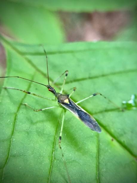 istock an adult pale green assassin bug (zelus luridus) sits patiently on a green leaf. (close up view) 1491236785