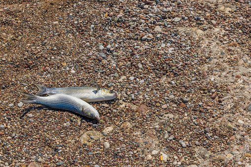 View of caught mullet fish lying on shores of Mediterranean sea. Greece.