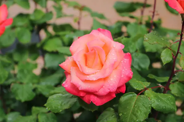 Photo of close-up of a delicate rosy colored rose with raindrops