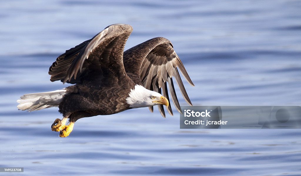 Bald eagle in volo sopra il fiume Mississippi, Iowa - Foto stock royalty-free di Fiume Mississippi