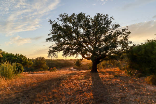 beau paysage rural portugais à costa vicentina avec vieux chêne-liège (quercus suber) au soleil du soir, alentejo portugal europe - autumn oak tree sun photos et images de collection