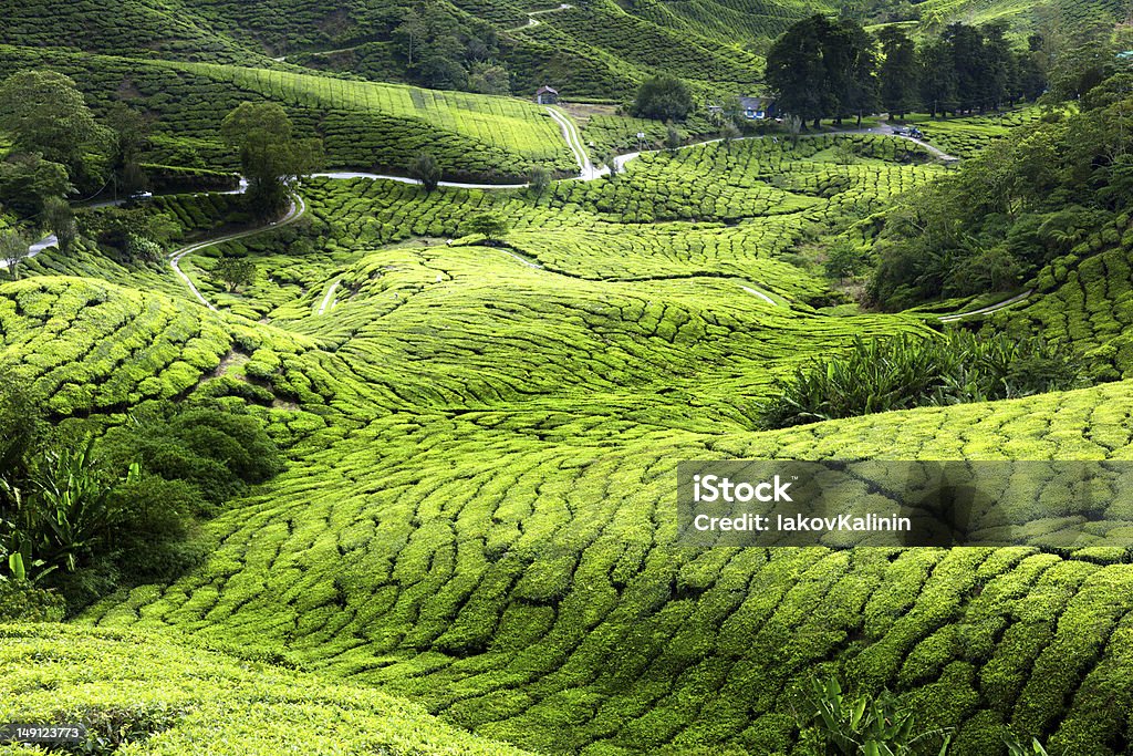 Teeplantage Cameron highlands, Malaysia - Lizenzfrei Agrarbetrieb Stock-Foto