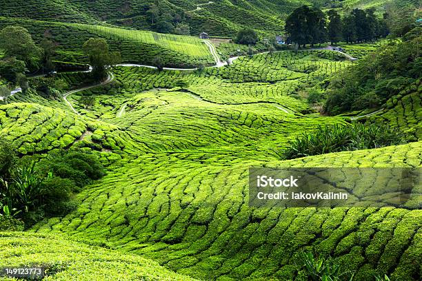Teeplantage Cameron Highlands Malaysia Stockfoto und mehr Bilder von Agrarbetrieb - Agrarbetrieb, Anhöhe, Asien