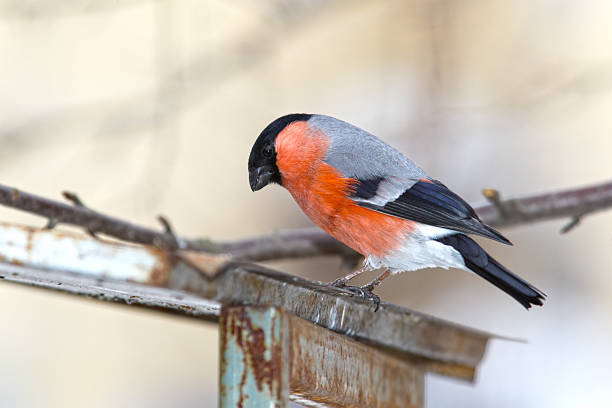 A bird perches on a branch near a feeder filled with seeds, surrounded by a winter landscape. Frosty trees create a serene backdrop, highlighting the beauty of nature in cold weather.