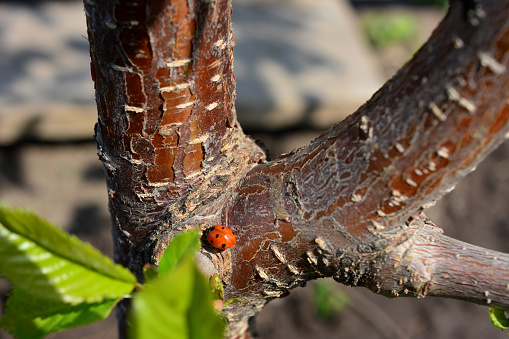 A ladybug on a tree trunk crawling in sunny day