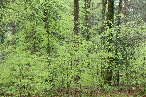 View through trees with bright green leaves in a spring woodland