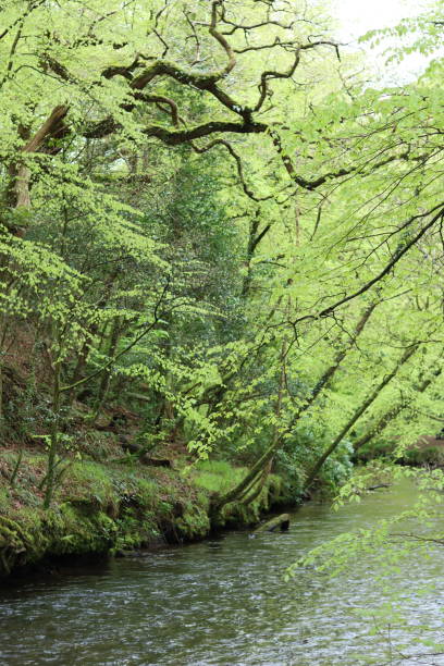 istock Green trees overhanging a woodland river 1491241635
