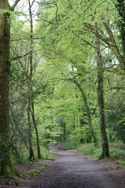 istock Woodland path in spring lined by green trees 1491241657