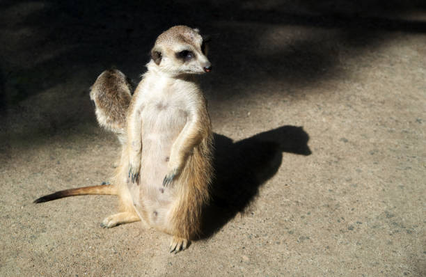 Two meerkats are standing and watching together on the ground. Sunlight and deep shadow
