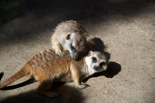 Two meerkats are playing together on the ground, sunlight