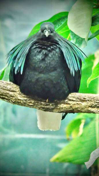 one adult nicobar pigeon (caloenas nicobarica) is lighted on a tree branch.