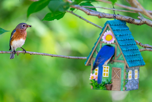 Fairy Garden in a large bird bath with blue rocks and miniature plants