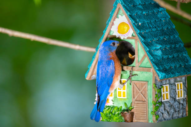 istock Bluebird feeding young chicks in birdhouse 1491244090