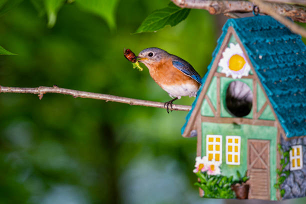 istock Bluebird next to birdhouse 1491244130