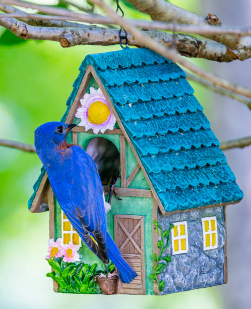 Bluebird feeding young chicks in birdhouse stock photo