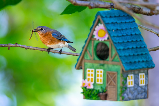 Female Eastern Bluebird next to birdhouse. Bringing food to chicks.