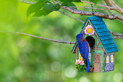 Beautiful bird house stands in the park, blurred trees background.