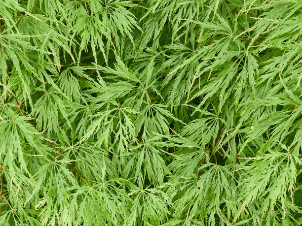 Background with green leaves of Japanese maple, close up. stock photo