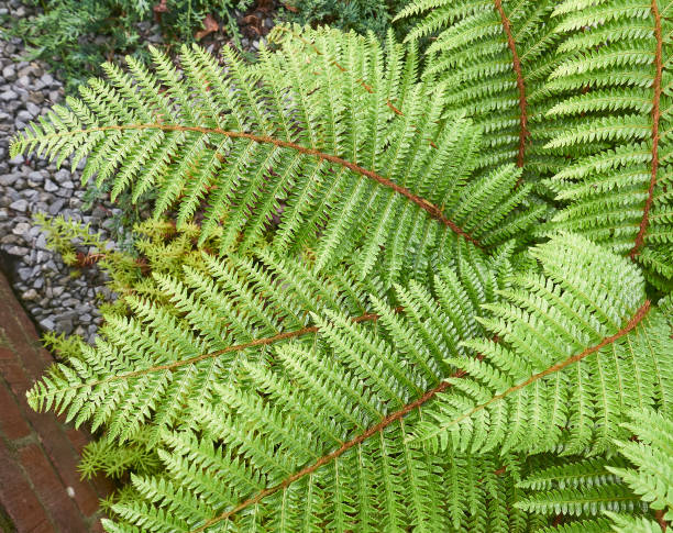 Leaves of an ornamental fern, close up. stock photo