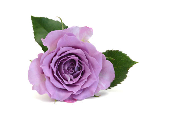 Delicate blooming pink flowers, festive background of blooming roses with a copy of the space.