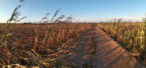 maisfeld mit maisernteschäden und rissigem boden. wetter-, dürre- und überschwemmungskonzept - crop damage stock-fotos und bilder