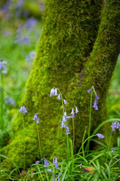 bluebells w lesie tomnafinnoge, irlandia - wildflower lush foliage outdoors campanula zdjęcia i obrazy z banku zdjęć