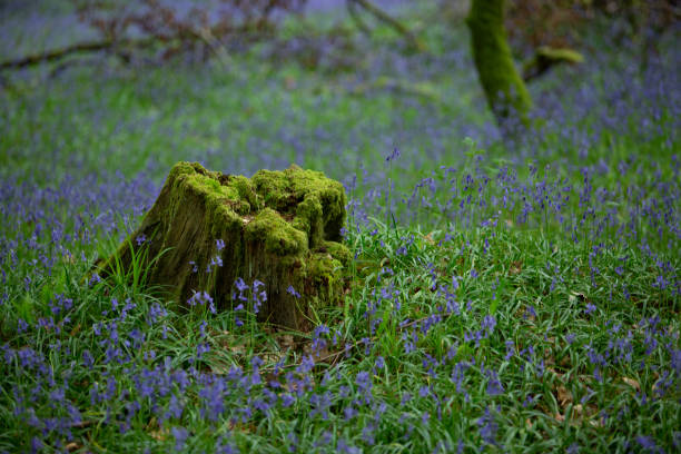 glockenblumen in den wäldern von tomnafinnoge, irland - wildflower lush foliage outdoors campanula stock-fotos und bilder