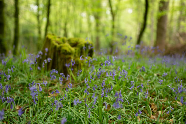 glockenblumen in den wäldern von tomnafinnoge, irland - wildflower lush foliage outdoors campanula stock-fotos und bilder