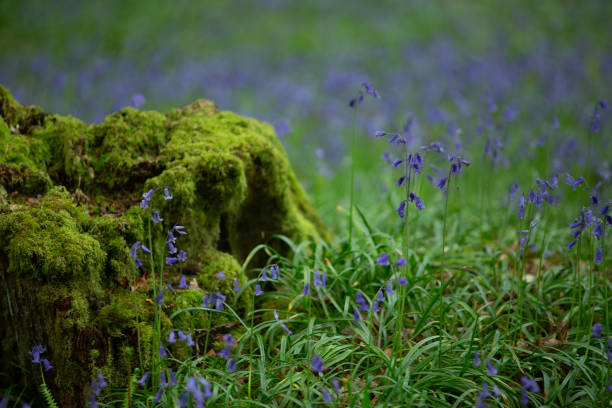 bluebells w lesie tomnafinnoge, irlandia - wildflower lush foliage outdoors campanula zdjęcia i obrazy z banku zdjęć