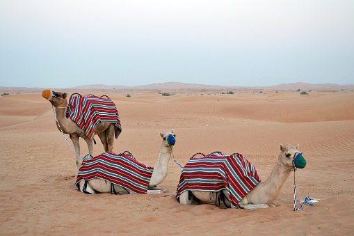 A group of camels grazing in the desert of Saudi Arabia