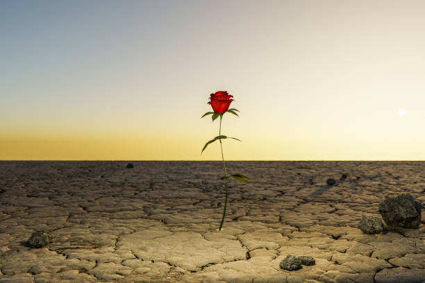 istock single rose growing in desert environment; arid dry concept; 3D Illustration 1491249801