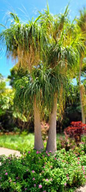 istock Wounderful tree in Funchal Luzia Park on a great sunny day. 1491249930