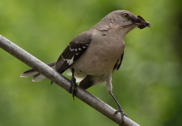 istock Northern Mockingbird with nesting material in its mouth 1491250589