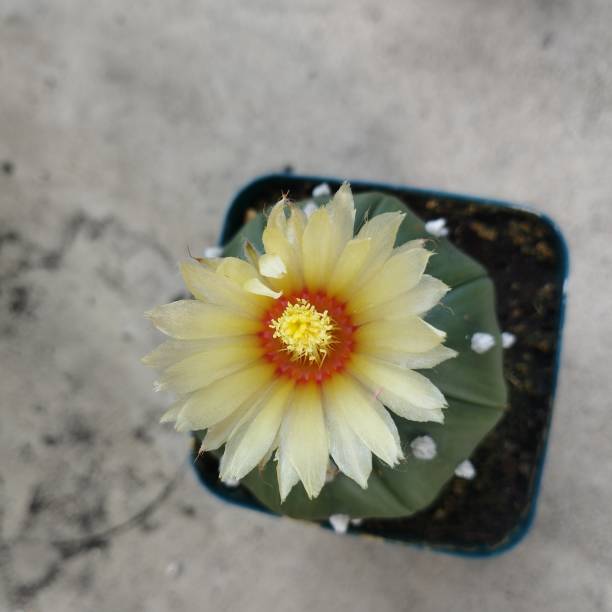 istock Astrophytum asterias cactus flowers bloom. 1491251907