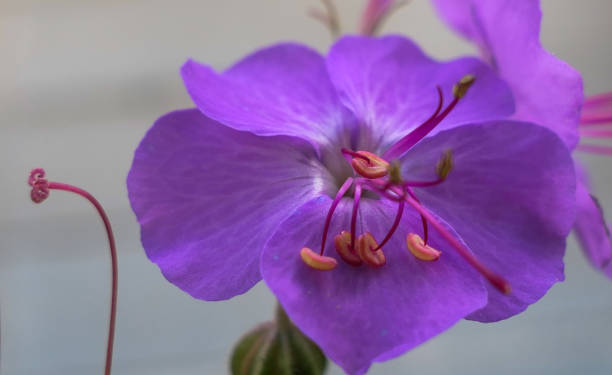 istock a close up of a purple flower 1491252186
