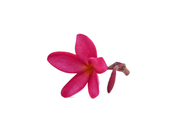 istock frangipani flower isolated on white background 1491252408