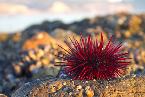 Red sea urchin on a rock at tide pools in Crystal Cove, California.