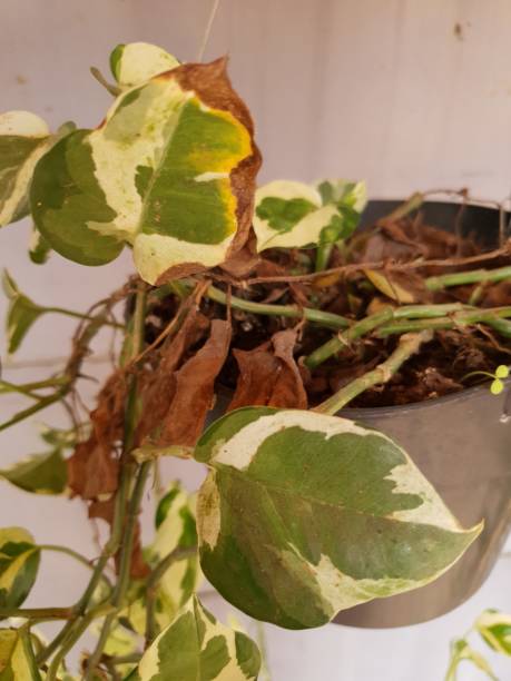 istock Dry green leaves that have started to brown 1491253241