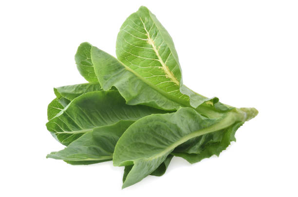 istock fresh butterhead isolated on white background 1491253292