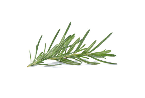 istock Rosemary isolated on white background 1491253369