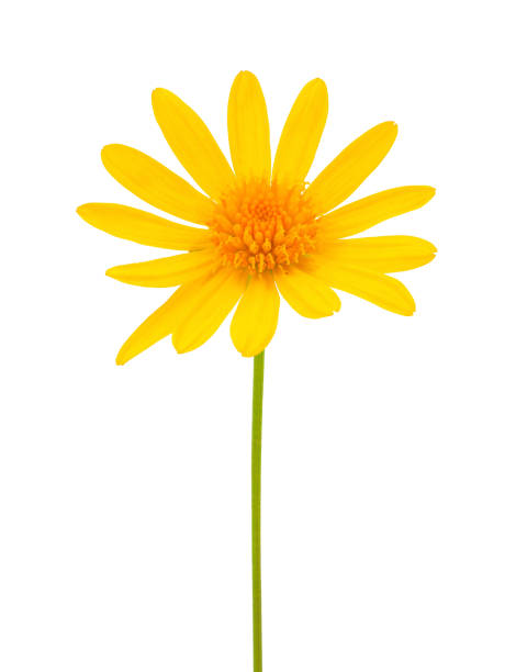 istock African bush daisy isolated on white background, Euryops chrysanthemoides 1491256290