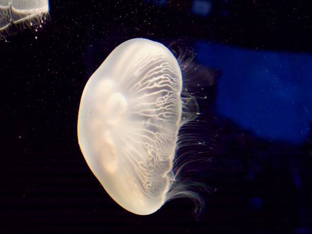 istock Closeup of jellyfish swimming 1491257455