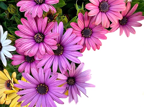 chrysanthemum flowers and multi-colored buds and blooms white background clipping path