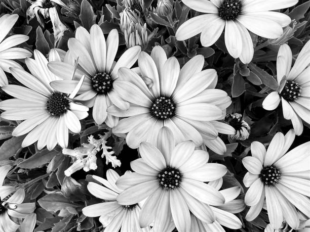 istock chrysanthemum flowers isolated white grey background 1491257750