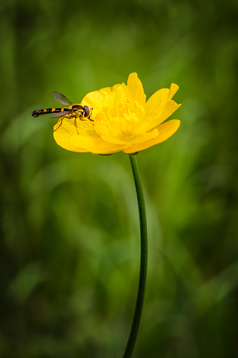Focus on the flower and hoverfly. The edges of the image   have been darkened