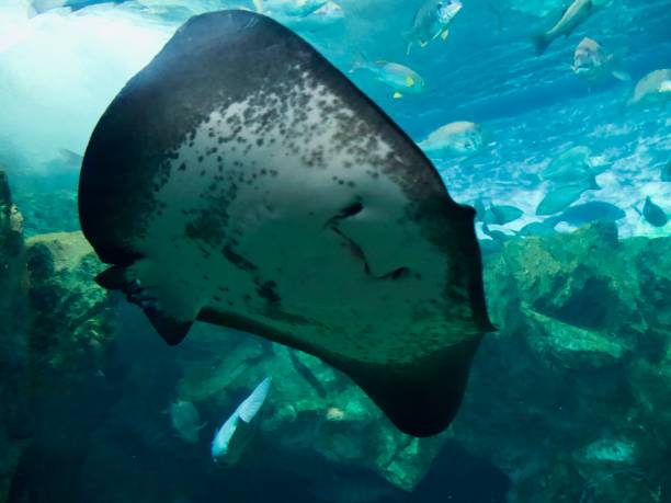 istock Stingray in the ocean swimming 1491257908