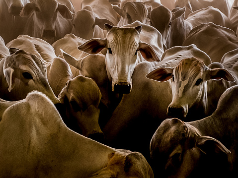Livestock in Brazil is a very important sector for the country's economy.